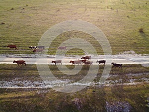 AERIAL: Flying over a small herd of cattle cows walking uniformly down farm road on the hill. Black, brown and spotted