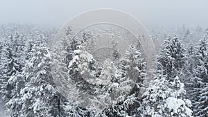 AERIAL: Flying over snow covered forest while a whiteout rages in the mountains. photo