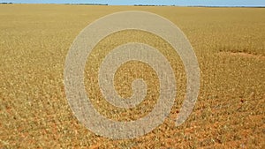 Aerial flyover of field in Australian Outback