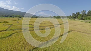 Aerial flyover of rice paddy