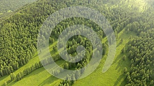 Aerial footage of beautiful fir trees. Green hills and blue sky at sunset.