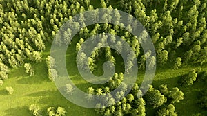 Aerial footage of beautiful fir trees. Green hills and blue sky at sunset.