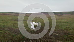 Aerial footage of the field with hills and a woman walking a horse, film grain