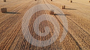 Aerial footage of flight above the field with round bales of straw after harvesting wheat
