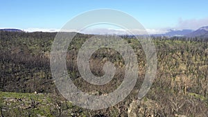 Aerial footage flying through trees of forest regeneration after bushfires in regional Australia
