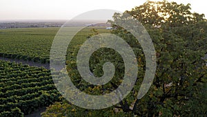 Aerial footage, gorgeous vineyards on sunset