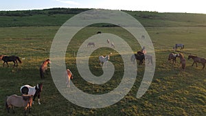 Aerial footage of horses in Iceland