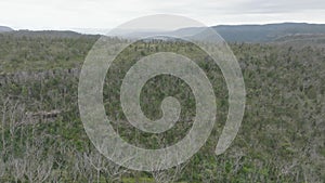 Aerial footage of a large forest recovering from severe bushfire in the Blue Mountains