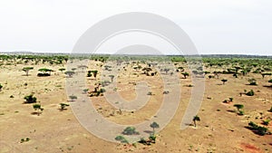 Aerial footage savannah grassland landscape in Serengeti national park. Safari journey through the African Savannah