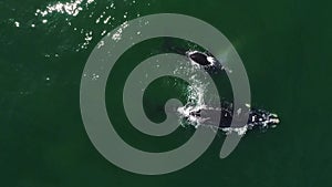 Aerial footage of Southern Humback whale in Gansbaai, South Affrica