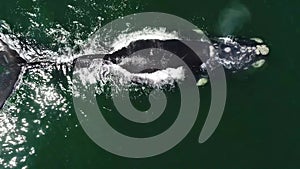 Aerial footage of Southern Humback whale in Gansbaai, South Affrica