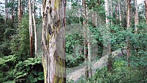 Aerial footage of a tall tree in rain forest