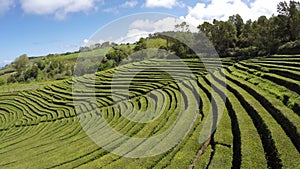 Aerial Footage Tea plantation at Cha Gorreana, Maia, San Miguel, Azores, Portugal