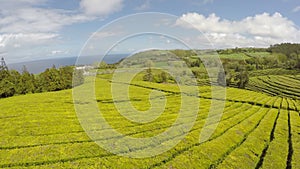 Aerial Footage Tea plantation at Cha Gorreana, Maia, San Miguel, Azores, Portugal