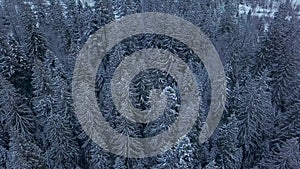 Aerial footage of winter fir tree forest in the mountains. View from above of pine trees covered with snow. Quadcopter