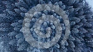 Aerial footage of winter fir tree forest in the mountains. View from above of pine trees covered with snow. Quadcopter