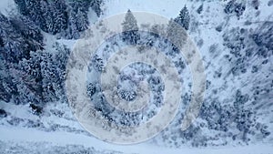 Aerial footage of winter fir tree forest in the mountains. View from above of pine trees covered with snow. Quadcopter