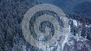 Aerial footage of winter fir tree forest in the mountains. View from above of pine trees covered with snow. Quadcopter