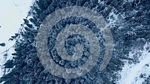 Aerial footage of winter fir tree forest in the mountains. View from above of pine trees covered with snow. Quadcopter