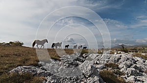 Aerial FPV Drone Flying with a large herd of wild horses galloping fast across steppe