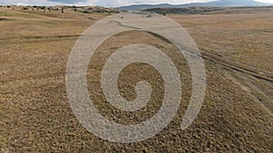 Aerial FPV Drone Flying with a large herd of wild horses galloping fast across steppe