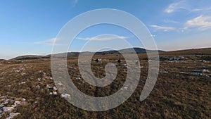 Aerial fpv drone shot of a herd of wild horses running on a green spring field at the sunset.