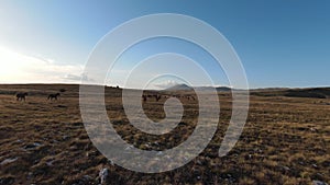 Aerial fpv drone shot of a herd of wild horses running on a green spring field at the sunset.