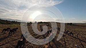 Aerial fpv drone shot of a herd of wild horses running on a green spring field at the sunset.