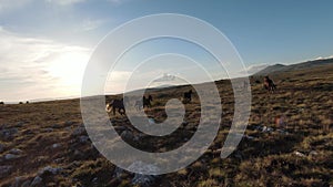 Aerial fpv drone shot of a herd of wild horses running on a green spring field at the sunset.