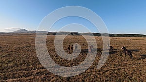 Aerial fpv drone shot of a herd of wild horses running on a green spring field at the sunset.