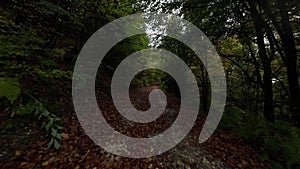 Aerial FPV drone view a forest road on an autumn sunny day. Trees forming a tunnel over a road in autumn