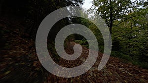 Aerial FPV drone view a forest road on an autumn sunny day. Trees forming a tunnel over a road in autumn