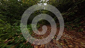 Aerial FPV drone view a forest road on an autumn sunny day. Trees forming a tunnel over a road in autumn