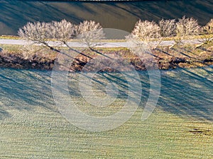 Aerial Frost Kissed Trees and Field