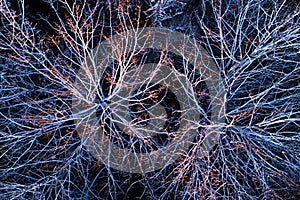 Aerial of frosty Aspen branches on a cold winter evening during sunset in Estonian boreal forest