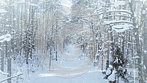 AERIAL Frozen winter forest dense, forest thicket, with nice snowfall and sun 4k uhd