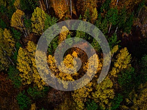 Aerial Golden Canopy: Autumnal Glow in Coniferous Forest