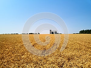 Aerial of grain elevator in front of wheat field. Drone camera above flour or oil mill plant silos. Silos near golden