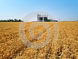 Aerial of grain elevator in front of wheat field. Drone camera above flour or oil mill plant silos. Silos near golden