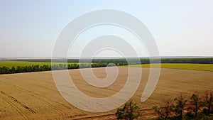 Aerial of grain elevator in front of wheat field. Quadcopter drone camera flying above flour or oil mill plant. Silos