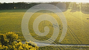 Aerial green forest meadow. Agriculture farm concept. Countryside landscape in sunset evening light.