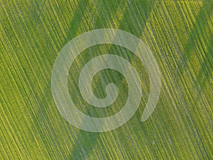 Aerial. Green grass texture background. Top view from drone