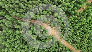 Aerial green jungle, top view, with a road in the middle, forest for ecosystem, environment background