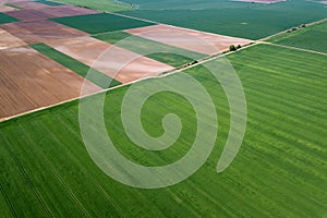 Aerial green wheat field. Aerial view large green field.