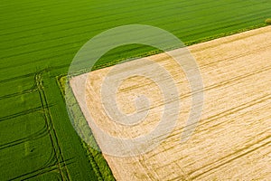 Aerial green wheat field. Aerial view large green field