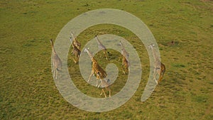 AERIAL: A group of adult giraffes running through the vast plains in Africa.