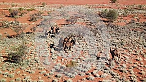 Aerial, group of wild camels in arid Australia outback desert