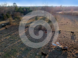 Aerial Harvest Feast: Cows Grazing on Fall Pasture