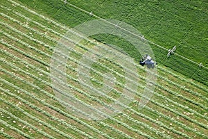 Alfalfa hay cut and wind rowed in an Idaho field photo