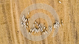 Aerial herd of sheep on field. Top down view of sheep